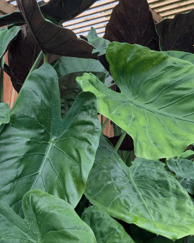 paysagiste Saint-Jean-de-Luz